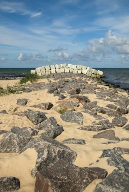 Baltık Denizi kıyısında genç bir köstebek.
