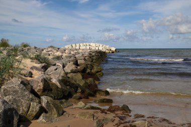 Baltık Denizi kıyısında genç bir köstebek.