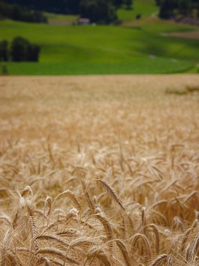 Altın buğday tarlası. Roggenburg, İsviçre. Güzellik dünyası.