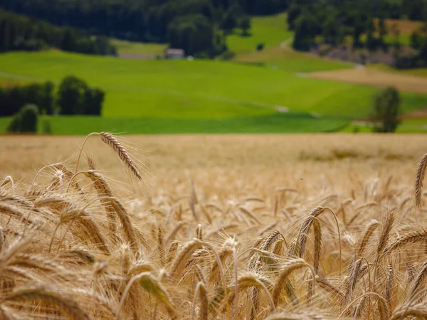 Campo Grano Dorato Collina Verde Roggenburg Svizzera Mondo Della Bellezza — Foto Stock