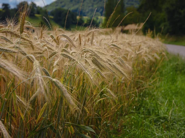 Zlaté Pšeničné Pole Zelený Kopec Roggenburg Švýcarsko Svět Krásy — Stock fotografie