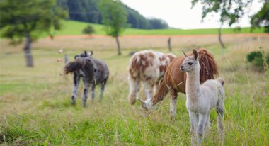 Gri, kahverengi ve siyah alpaka grubuyla gün doğumunda arka planda ağaçlarla birlikte çimenli tepelerde yürüyüp otlayan güzel bir gündoğumu çiftliği sahnesi. Fransa 'da yaz mevsimi