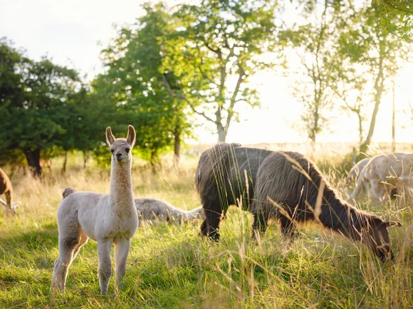 Beautiful Sunrise Farm Scene Group Grey Brown Black Alpacas Walking — стоковое фото