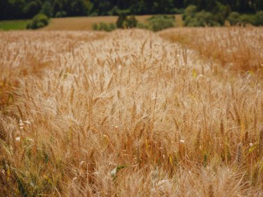 Altın buğday tarlası ve yeşil tepe. Roggenburg, İsviçre. Güzellik dünyası.