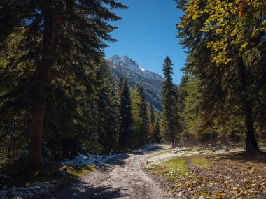 Irkis Vadisi 'nden, Arkhyz' den, Karachay-Cherkessia 'dan, Kuzey Kafkasya' dan. Mavi gökyüzü ve bulutlarıyla karlı dağ vadisi ve Kafkasya 'da Psysh nehrinin yakınında güzel bir orman. Alp manzarası.