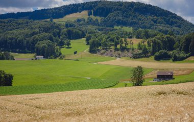 Altın buğday tarlası ve yeşil tepe. Roggenburg, İsviçre. Güzellik dünyası.