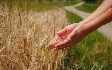 Altın buğday tarlası ve yeşil tepe. Roggenburg, İsviçre. Güzellik dünyası.