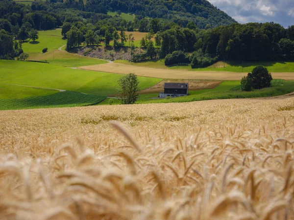 Campo Grano Dorato Collina Verde Roggenburg Svizzera Mondo Della Bellezza — Foto Stock