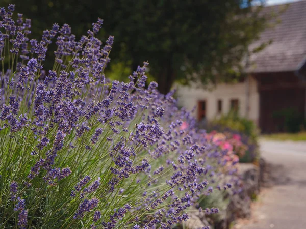 Levandule Zahradě Aromatické Francouzské Provence Láva Roste Obklopen Bílými Kameny — Stock fotografie