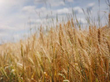 Altın buğday tarlası ve yeşil tepe. Roggenburg, İsviçre. Güzellik dünyası.
