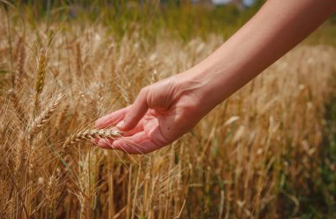 Altın buğday tarlası ve yeşil tepe. Roggenburg, İsviçre. Güzellik dünyası.
