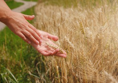 Altın buğday tarlası ve yeşil tepe. Roggenburg, İsviçre. Güzellik dünyası.