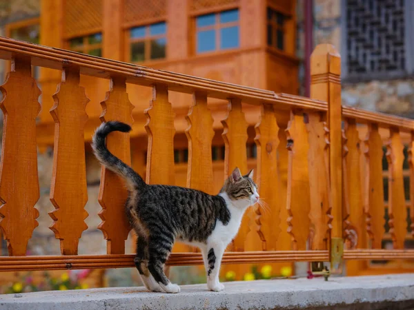 Street Cat Nära Staket Framför Vackra Gamla Hus Ormana Ibradi — Stockfoto