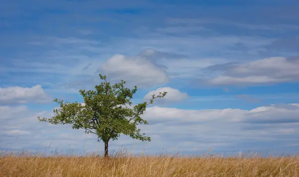 stock image Gold wheat field and green tree. Roggenburg, Switzerland. Beauty world.