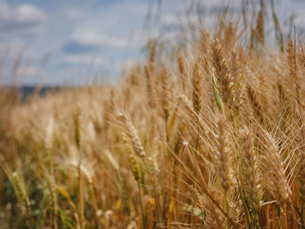 Золотое Пшеничное Поле Зеленый Холм Роггенбург Швейцария Мир Красоты — стоковое фото