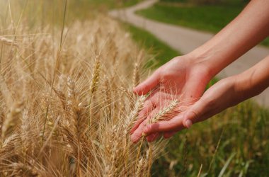 Altın buğday tarlası ve yeşil tepe. Roggenburg, İsviçre. Güzellik dünyası.