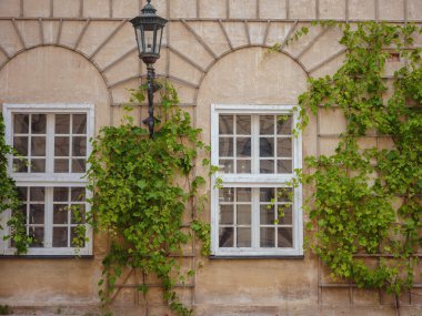 facade of a residential building with green plants. old european house in Munich city, Germany.