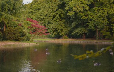 cute ducks on the pond in the Englischer Garten park, Munich, Germany. Summer travel to Europe