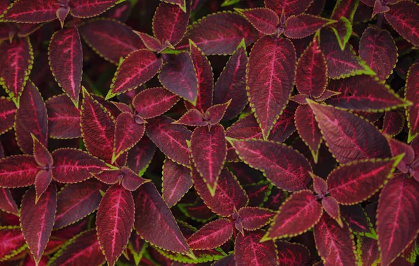background image that is red, colors of autumn leaves are perfect, suitable for seasonal use. Closeup of coleus plant. Burgundy red leaves with green edges. Coleus Blume Plectranthus, scutellarioides.