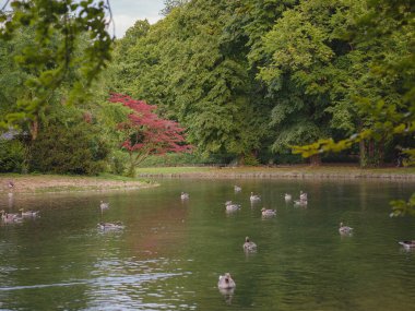 cute ducks on the pond in the Englischer Garten park, Munich, Germany. Summer travel to Europe