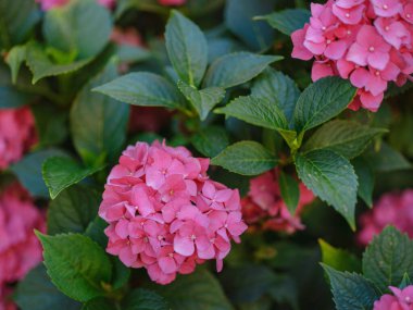 Hydrangea flower in summer garden near a cute house in old city of Munich
