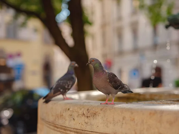 pigeons at the drinking fountain, Munich, Germany. Grimm Brothers Monument with fountain