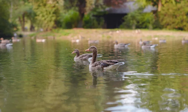 cute ducks on the pond in the Englischer Garten park, Munich, Germany. Summer travel to Europe