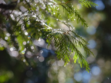 Schonbrunner Schloss Park is located around one of the most beautiful residences not only in Vienna, but in all of Austria. sunlight in the park during watering