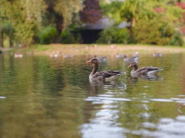 cute ducks on the pond in the Englischer Garten park, Munich, Germany. Summer travel to Europe