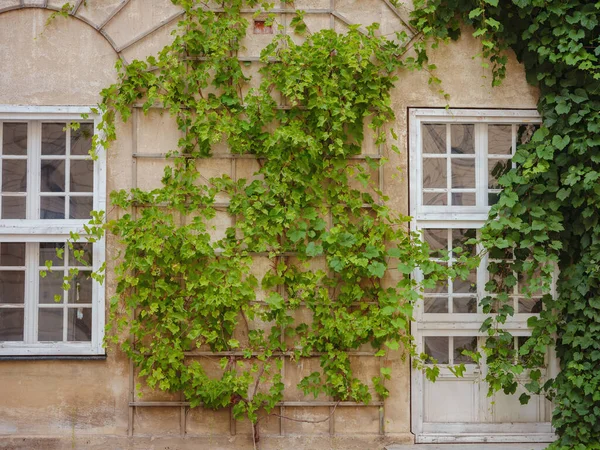 Facade Residential Building Green Plants Old European House Munich City — Foto Stock