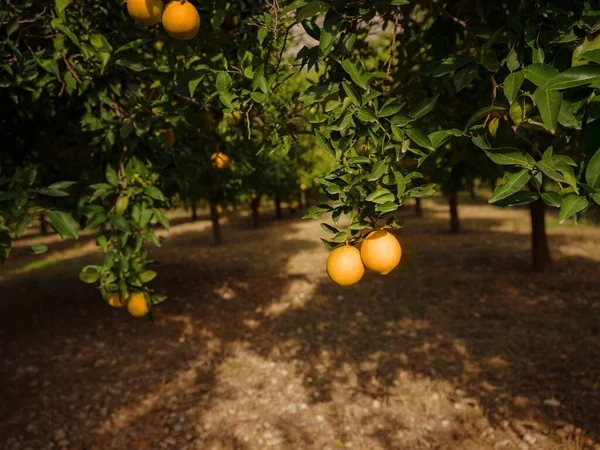 garden with fresh oranges near the city of Antalya, Turkey. Juicy fresh leaves, exotic tropical harvest on branch.