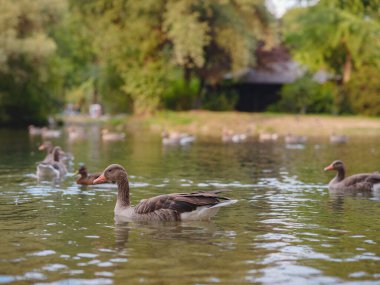 cute ducks on the pond in the Englischer Garten park, Munich, Germany. Summer travel to Europe