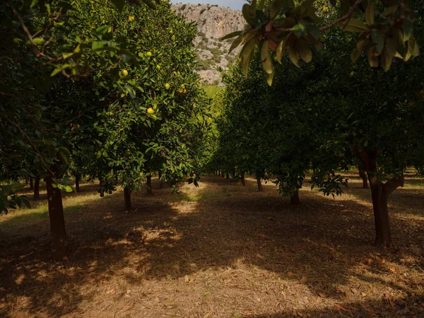 Jardín Con Naranjas Frescas Cerca Ciudad Antalya Turquía Hojas Frescas — Foto de Stock