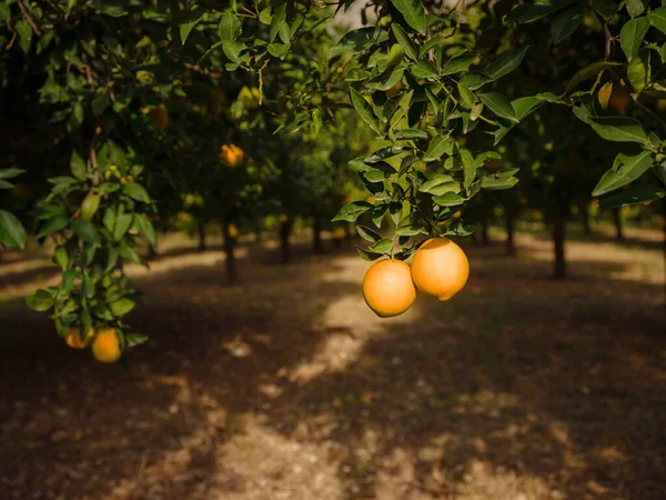 Jardín Con Naranjas Frescas Cerca Ciudad Antalya Turquía Hojas Frescas — Foto de Stock