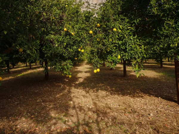garden with fresh oranges near the city of Antalya, Turkey. Juicy fresh leaves, exotic tropical harvest on branch.