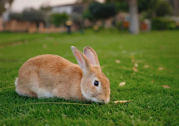Cute Red Rabbit Green Grass Natural Bokeh Background Sunset Young — Stock Photo, Image