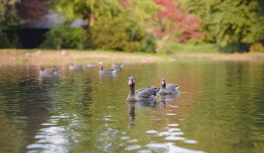 cute ducks on the pond in the Englischer Garten park, Munich, Germany. Summer travel to Europe