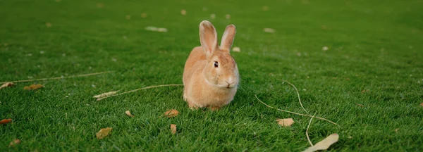 Симпатичный Красный Кролик Зеленой Траве Натуральным Боке Качестве Фона Закате — стоковое фото