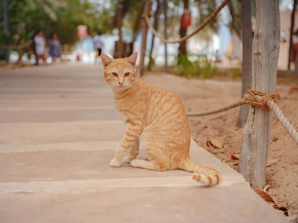 Röd Katt Heritage Village Förenade Arabemiraten Det Populär Turistattraktion Som — Stockfoto