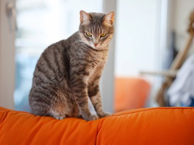 Güzel yetişkin gri kedi apartman kanepesinde. Ev konforu ve dinlenme. Şirin ev kedisi vuruşu. Komik kedi portresi.