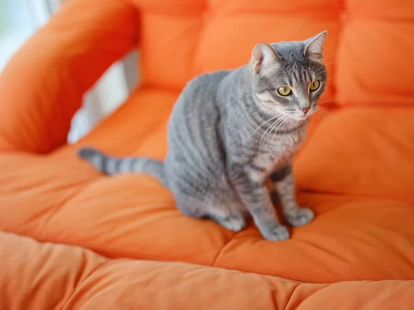 Piękny Dorosły Szary Kot Apartamentowej Kanapie Domowy Komfort Odpoczynek Cute — Zdjęcie stockowe