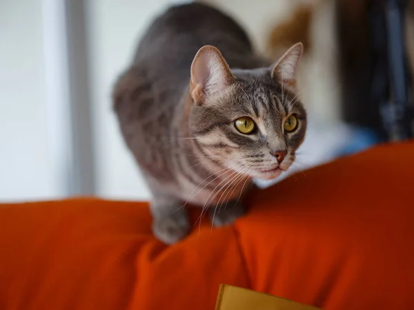 漂亮的成年灰猫在公寓沙发上 家庭舒适和休息 可爱舒适的猫室内射击 滑稽猫咪肖像画 — 图库照片