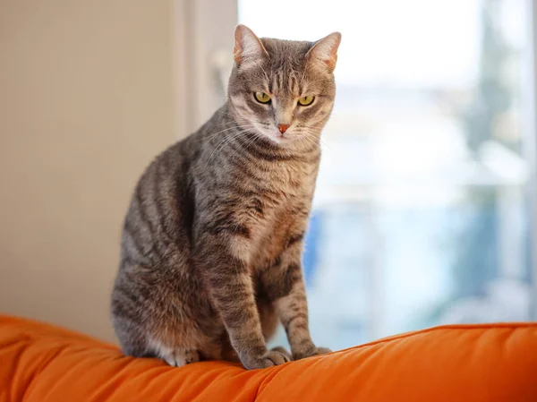 Piękny Dorosły Szary Kot Apartamentowej Kanapie Domowy Komfort Odpoczynek Cute — Zdjęcie stockowe