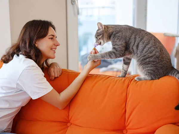 stock image Young woman is playing with her gray cat on orange sofa at home. friendship love for pets concept, cat with complex character, unkind and wild