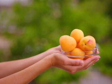 Bahçede dururken elinde taze kayısı kasesi tutan bir kadın. Hasat arka planı. Organik meyveler. Çiftçi pazarı.