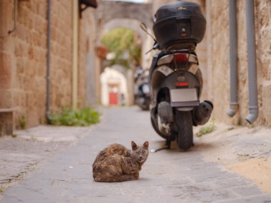 Ortaçağ Rodos, Dodecanese, Yunanistan 'daki kemerleriyle pitoresk antik kaldırım taşlı sokakta oturan sevimli tekir kedi.