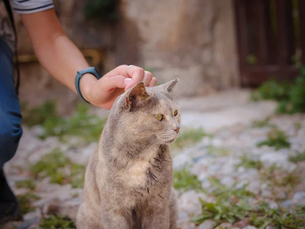 Dışarıda Kedi Besleyen Bir Kadın Yunanistan Rodos Şehrinde Sokak Kedisi — Stok fotoğraf