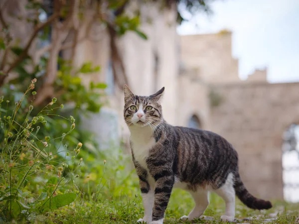 Yunanistan Rodos Şehrinde Sokak Kedisi Vahşi Kedi Eski Kasabanın Tarihi — Stok fotoğraf