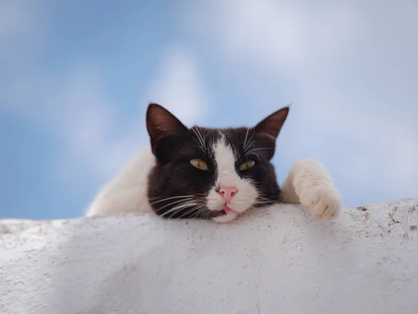 Kediler Lindos Şehrinin Beyaz Duvarlı Evlerinin Çatılarında Yatarlar Yunanistan Rodos — Stok fotoğraf