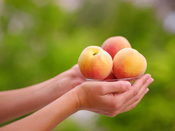 站在花园里 手里拿着一碗新鲜的桃子的女人 收获的背景 有机水果 农民市场 图库图片